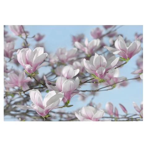 Papier peint photo - magnolia - taille 368 x 254 cm