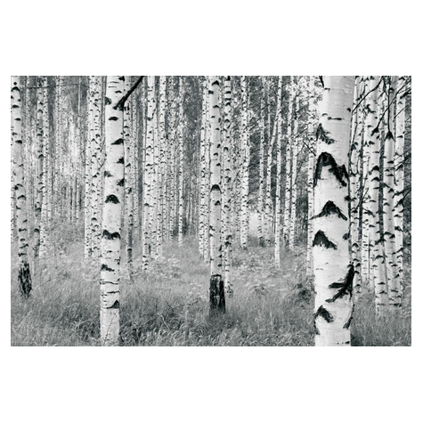 Fleece Fotobehang - Woods - Afmeting 400 X 270 Cm