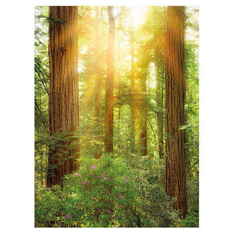 Fleece Fotobehang - Redwood - Afmeting 200 X 260 Cm