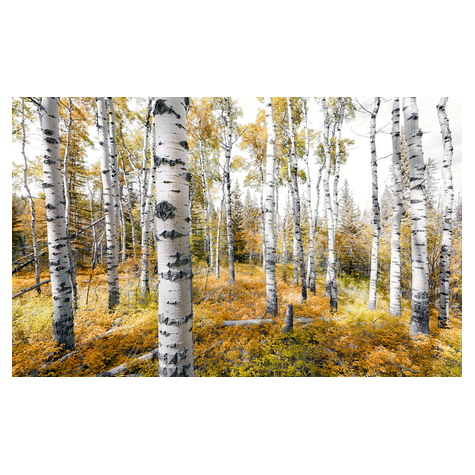Papier peint photo - colorful aspenwoods - taille 450 x 280 cm