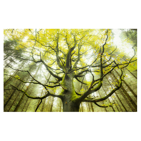Papier peint photo - l'arbre des rêves - dimensions 450 x 280 cm