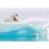 Papier peint photo - arctic polar bear - taille 368 x 254 cm