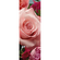 Papier peint photo - parfum de rose - taille 100 x 280 cm