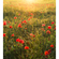 Fleece Fotobehang - Poppy World - Afmeting 250 X 280 Cm