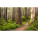 Fotobehang - Redwood Trail - Afmeting 450 X 280 Cm