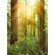 Fleece Fotobehang - Redwood - Afmeting 200 X 250 Cm
